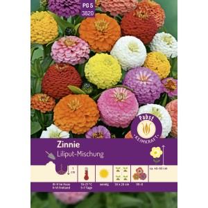Farbenfrohe Zinnien Liliput-Mischung Samen für Beet und Rabatte.
