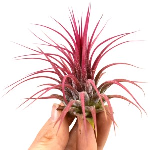 Nahaufnahme einer roten Tillandsie (ca. 6 cm hoch) in einer Hand. Ideal für helle Standorte und Feucht-Terrarien.