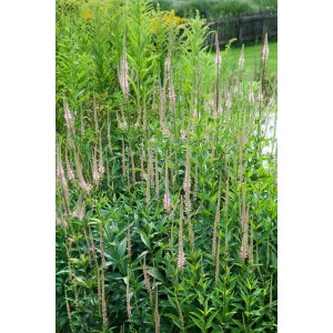 Blühender Virginischer Ehrenpreis 'Pink Glow' im Gartenbeet. Rosa Blütenstände der Veronica Virginica.