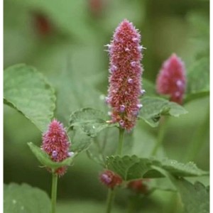 Felsen Nessel (Agastache rupestris) Staude mit rosa Blütenständen und grünen Blättern.