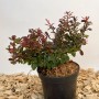 Baumfink Rote Heckenberberitze im Topf, ca. 20-30cm hoch, mit purpurfarbenen Blättern.