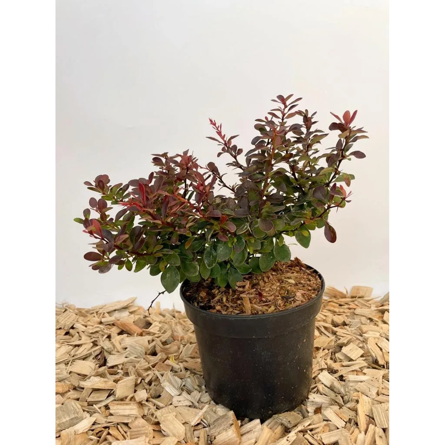 Baumfink Rote Heckenberberitze im Topf, ca. 20-30cm hoch, mit purpurfarbenen Blättern.