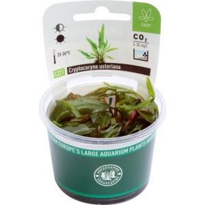 Dennerle Aquariumpflanze Cryptocoryne Usteriana In-Vitro im Topf, grüne Wasserpflanze.