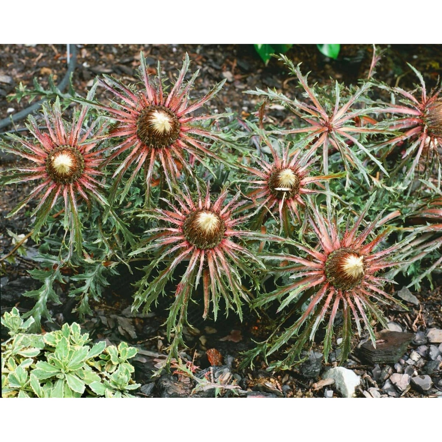 Carlina Acaulis Ssp.simplex Silberdistel Ca. 9x9 cm Topf günstig online kaufen