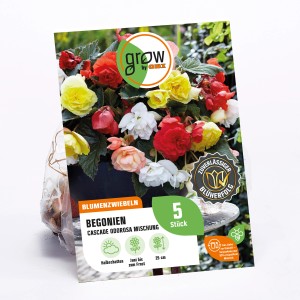 Verpackung GROW by OBI Begonie Cascade Odorosa Mischung mit bunten Blüten.