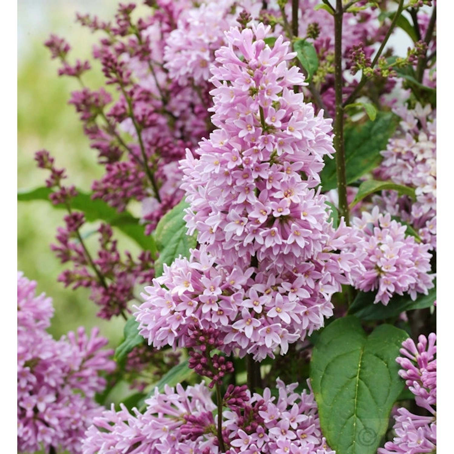 Edelflieder Minuet - Kircher-Collection 30-40cm - Syringa ...