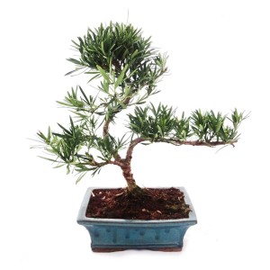 Exotenherz Outdoor Bonsai Podocarpus (Steineibe) im blauen Topf, ca. 25-30cm hoch.