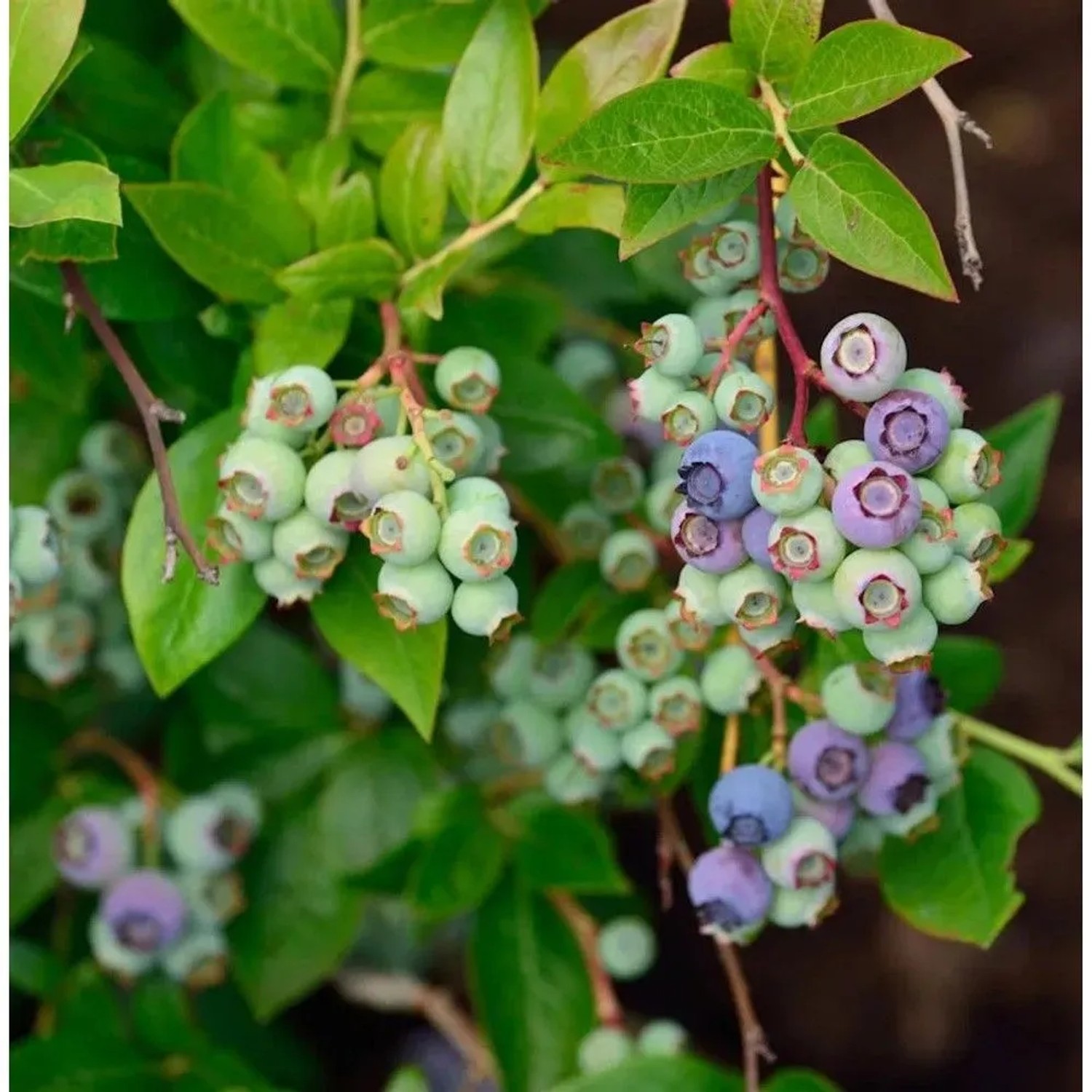 Heidelbeere Ama 60-80cm - Vaccinium corymbosum