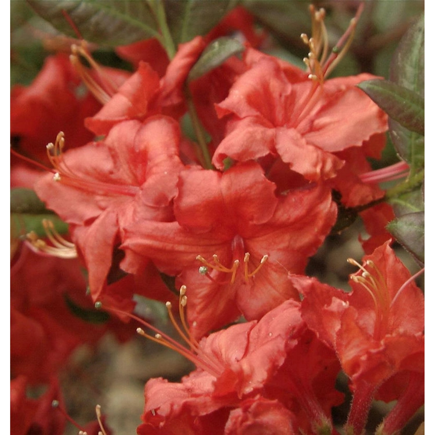 Sommergrüne Azalee Feuerköpfchen 30-40cm - Rhododendron mixtum günstig online kaufen