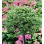 Hochstamm Japanische Sicheltanne 'Little Diamond', grüne Nadeln, kugelförmige Krone.