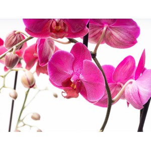 Detailaufnahme einer pinkfarbenen Schmetterlingsorchidee (Phalaenopsis) der Sorte Stellenbosch von GROW by OBI.