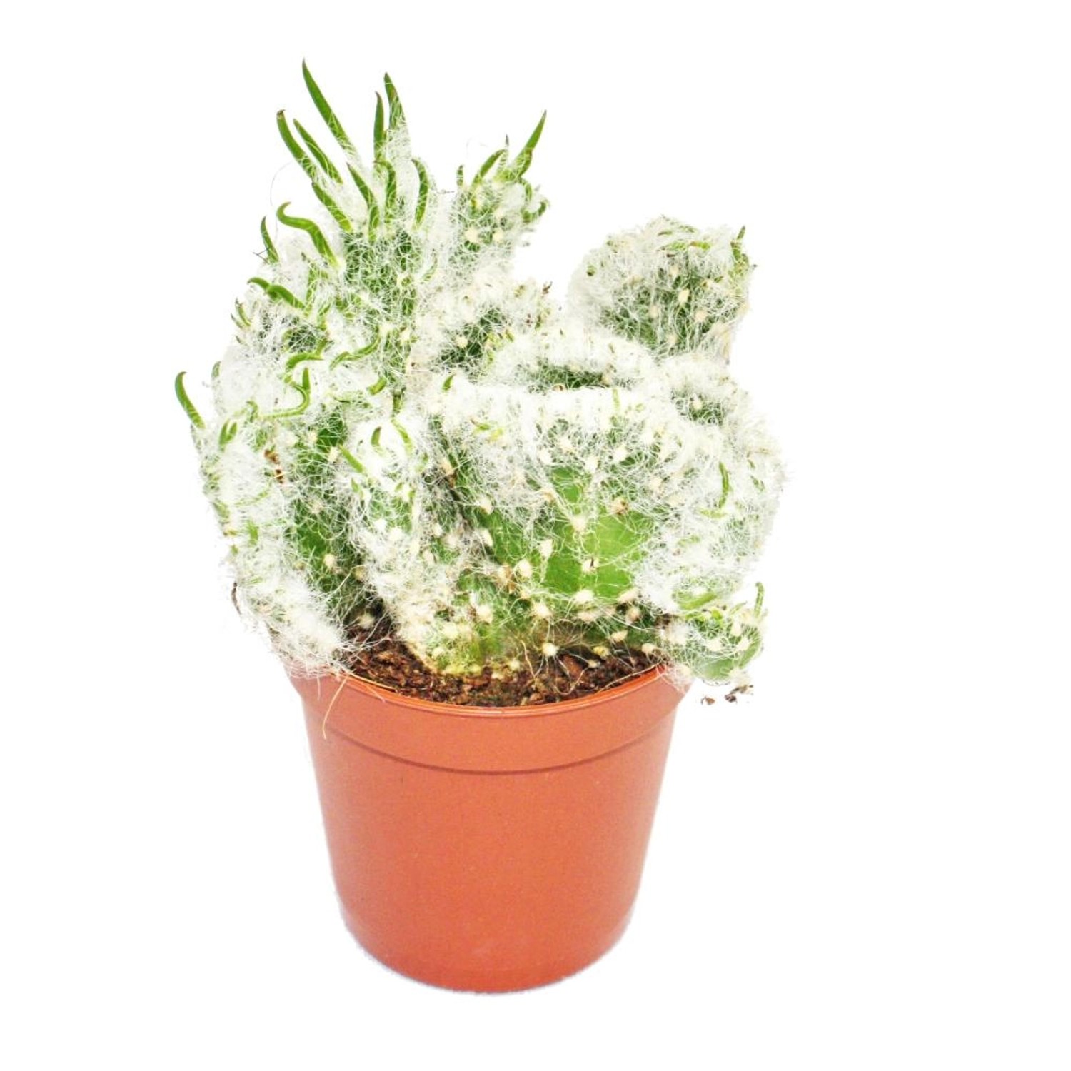 Exotenherz Opuntia Vestida Cristata Kammform im 8,5cm Topf günstig online kaufen