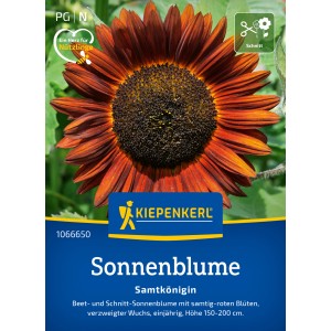 Kiepenkerl Sonnenblume Samtkönigin Rot mit samtig roten Blütenblättern und dunkler Mitte.