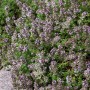 Kümmelthymian (Thymus Herba-barona) im 9x9 cm Topf, blühende Staude für Steingärten.