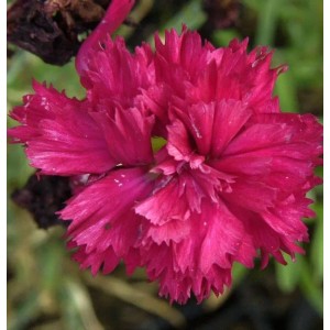 Nahaufnahme einer pinkfarbenen Federnelke (Dianthus plumarius) Blüte.