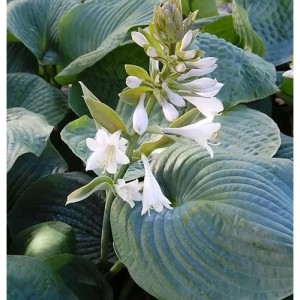 Grünblattfunkie 'Bressingham Blue' (Hosta sieboldiana) mit weißen Blüten und blaugrünen Blättern.