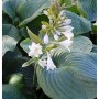 Grünblattfunkie Bressingham Blue - Hosta sieboldiana_2