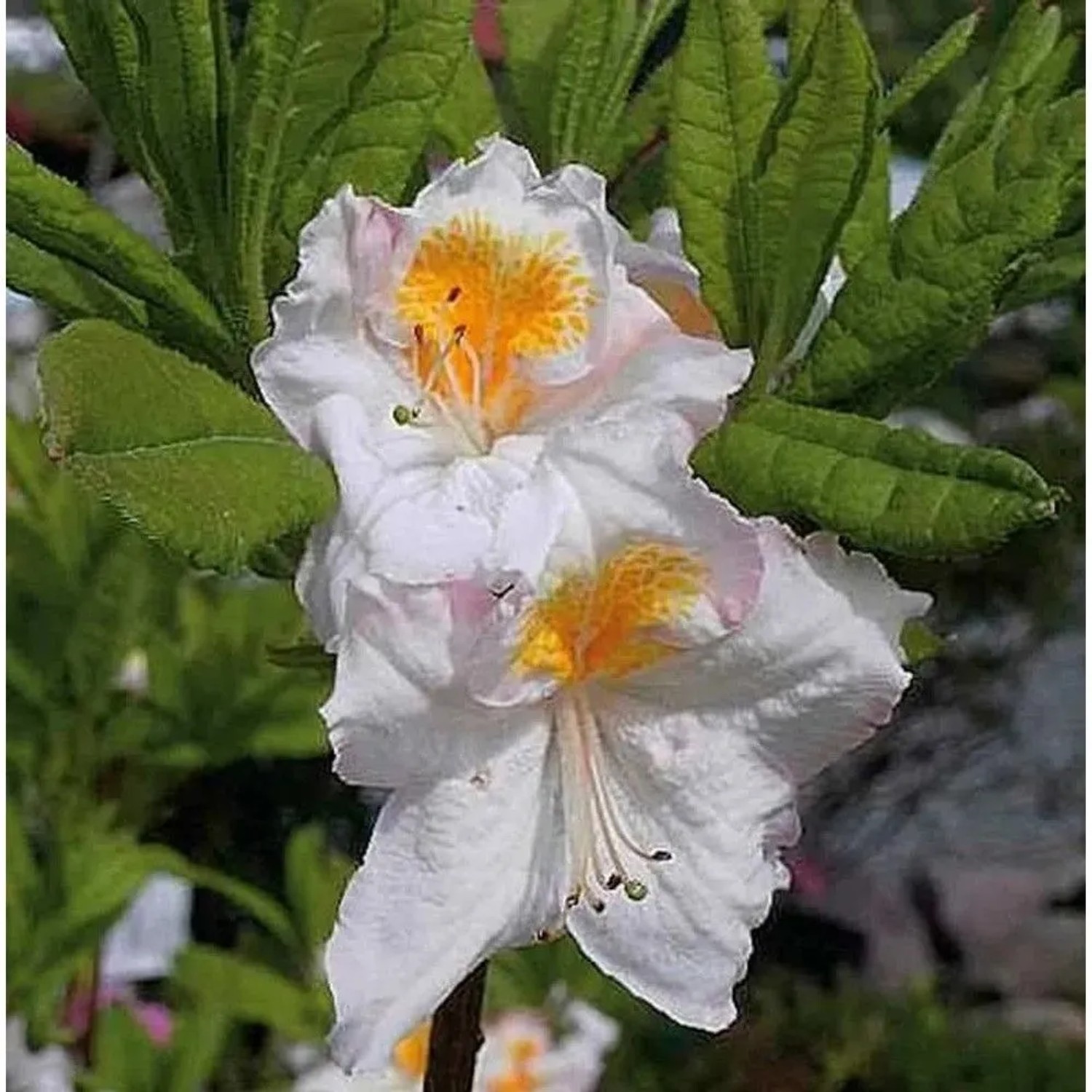 Azalee Möwe 40-50cm - Rhododendron,uteum - Alpenrose
