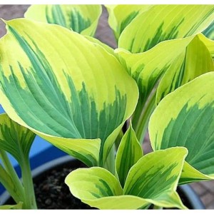 Funkie 'Liberty' (Hosta cultorum) mit gelb-grün panaschierten Blättern im Topf.