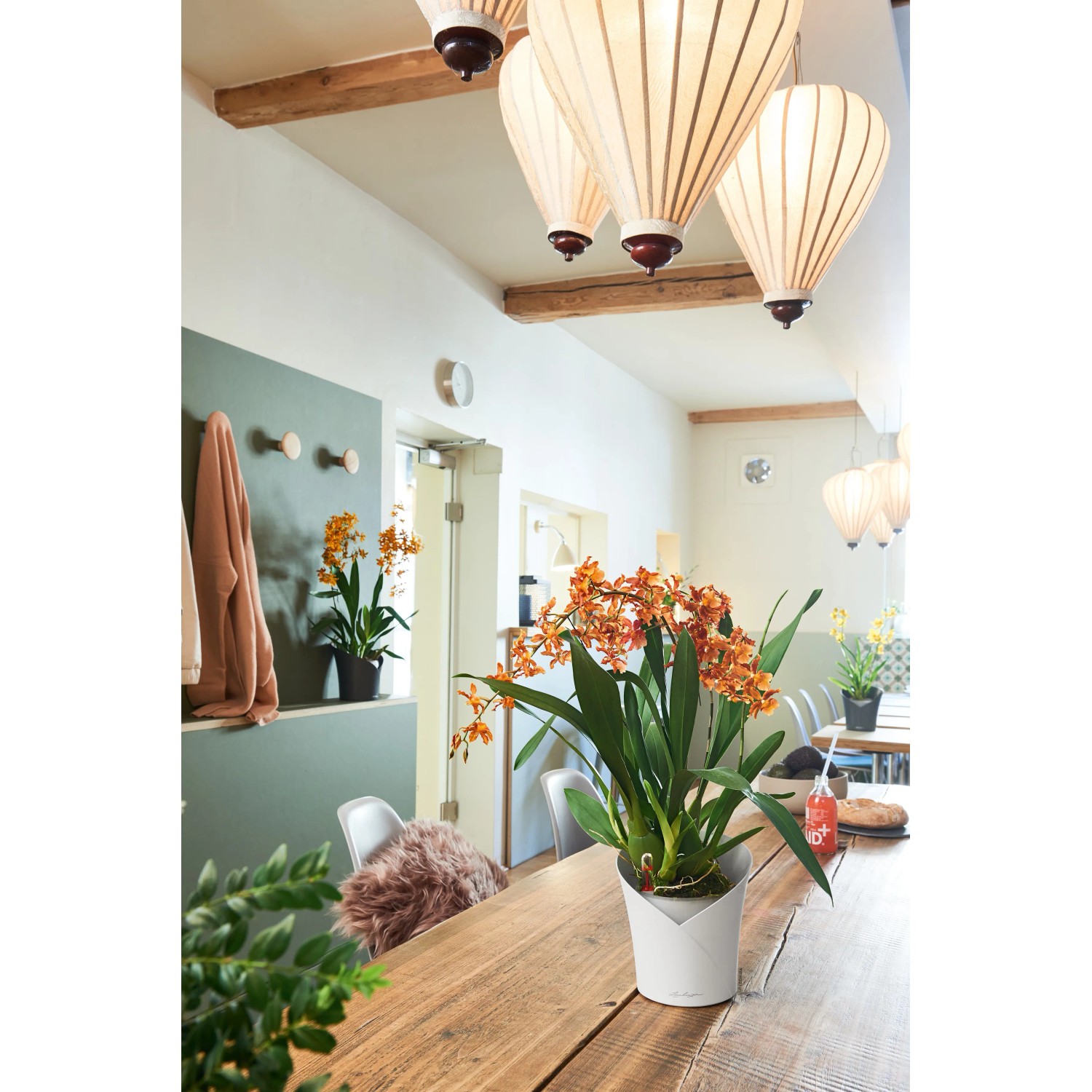Lechuza Orchidea Color, weißes Pflanzgefäß mit orangefarbener Orchidee auf Holztisch.