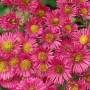 Nahaufnahme der leuchtend rosa blühenden Neuengland-Aster 'Alma Pötschke' im Topf.