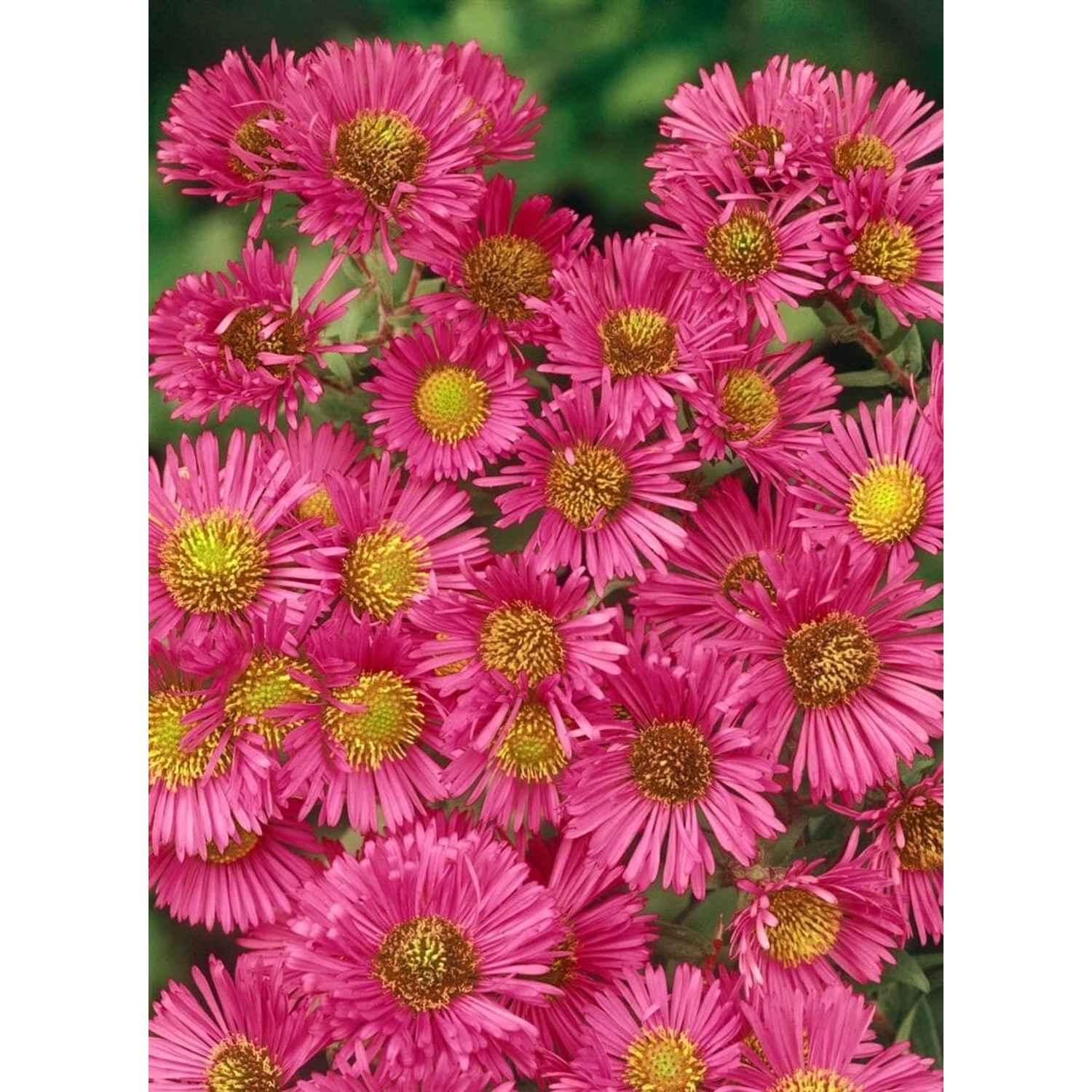 Aster Novae-angliae Alma Pötschke Neuengland Aster Ca. 11x11 cm Topf günstig online kaufen