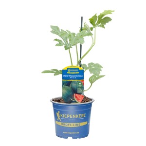 Kiepenkerl Mini Wassermelone im Topf, grüne Blätter und Fruchtansatz.