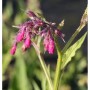 Kaukasus Beinwell Goldsmith - Symphytum grandiflorum