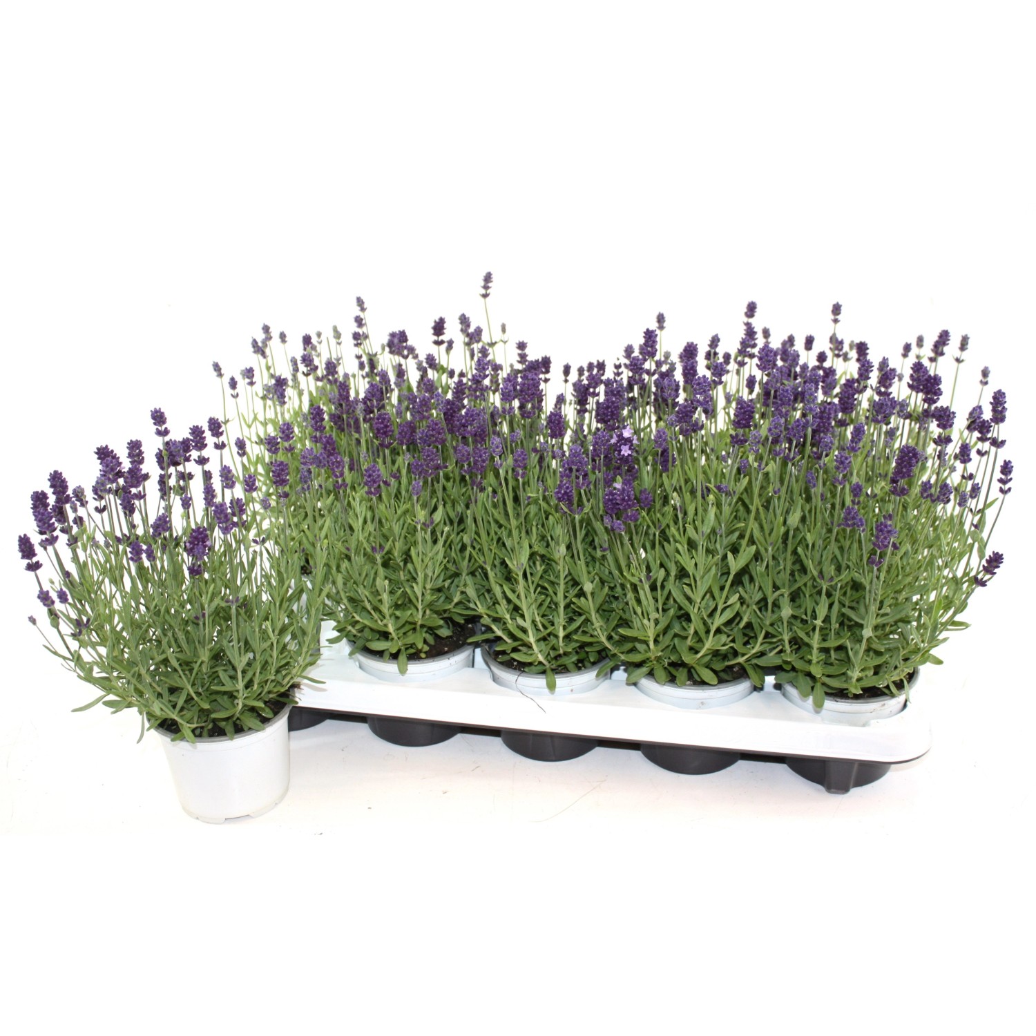 Echte Lavendel Lila TopfØ ca. 10,5 cm Lavandula angustifolia kaufen
