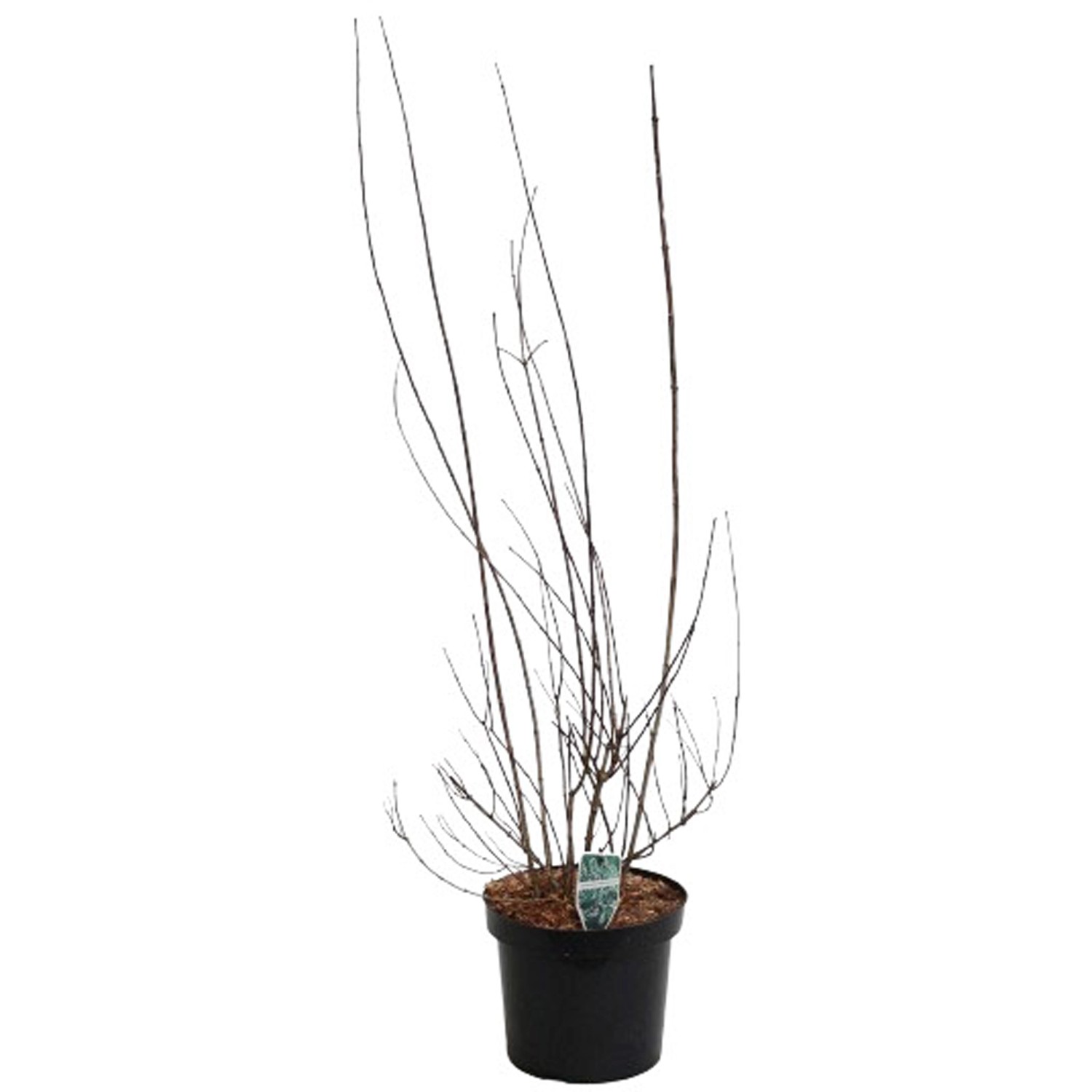 GROW by OBI Gartenjasmin Schneesturm Weiß Höhe ca. 80 - 100 cm Topf ca. 7 l