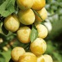 Reife, gelbe Aprikosen der Sorte Prunus Armeniaca Nancy am Baum, erntebereit.