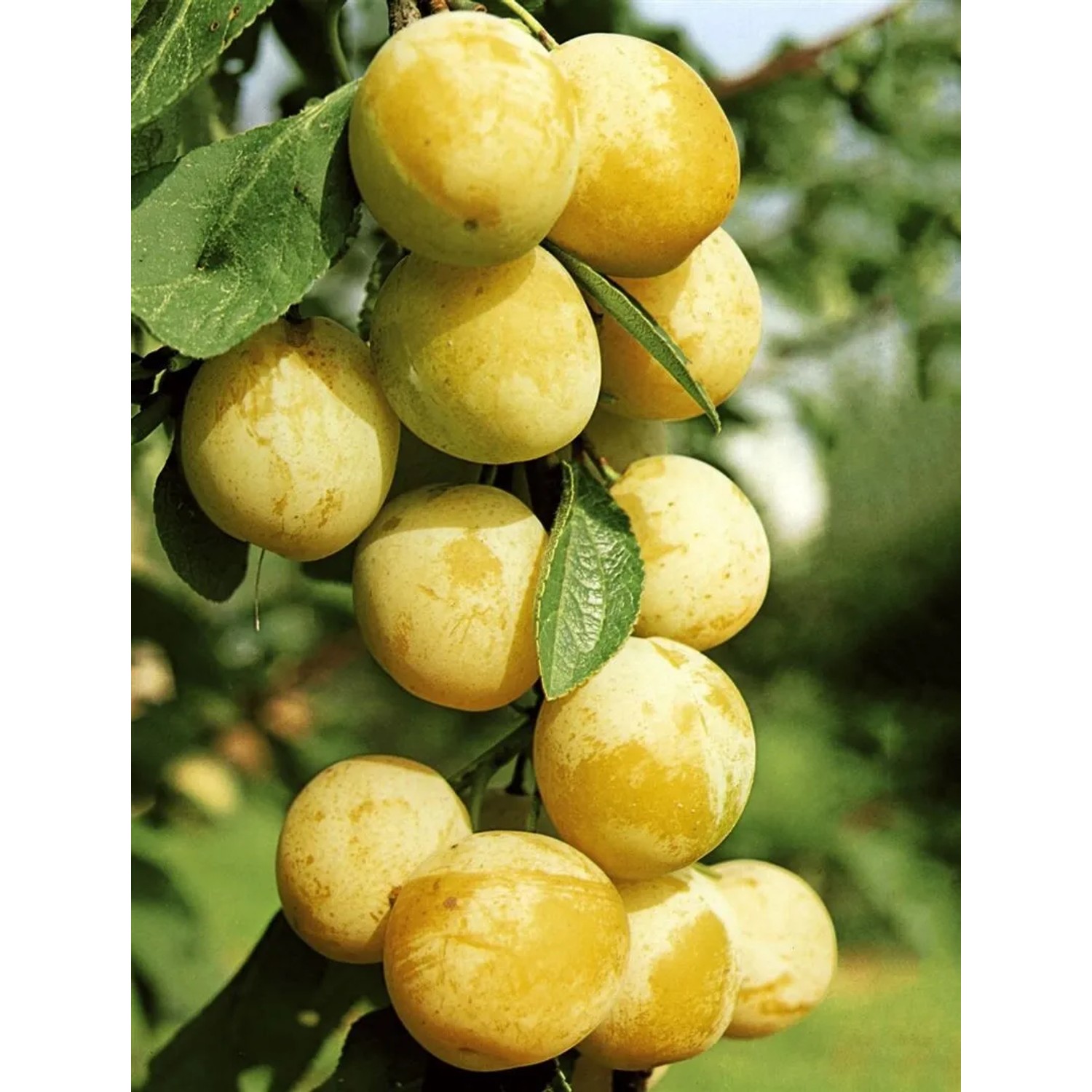 Reife, gelbe Aprikosen der Sorte Prunus Armeniaca Nancy am Baum, erntebereit.