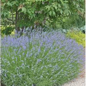 Blühender Lavendel Grappenhall (Lavandula intermedia) im Gartenbeet.