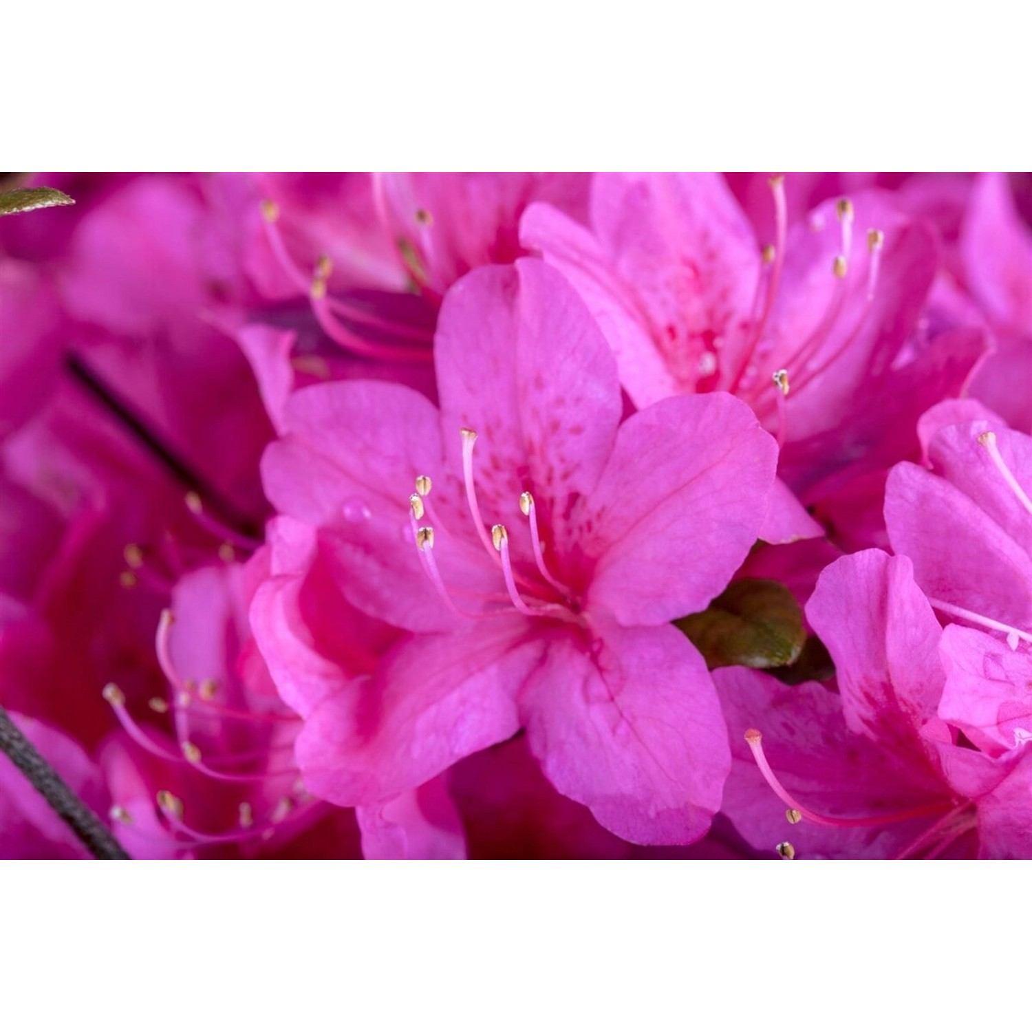 Rhododendron Obt. Diamant Purpur Rhododendron Purpur 15–20 cm günstig online kaufen