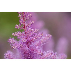 Nahaufnahme der rosa Blütenstände einer Astilbe Prachtspiere im 2 Liter Container.