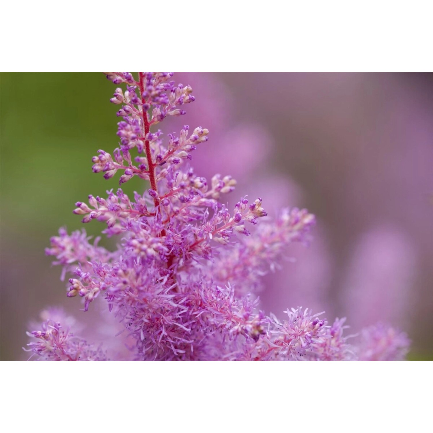 Astilbe X Arendsii Prachtspiere Rosa 2 Liter Container günstig online kaufen