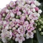 Nahaufnahme: Rosa-weiße Blüten des Viburnum Tinus Lorbeer-Schneeballs, immergrüner Strauch.
