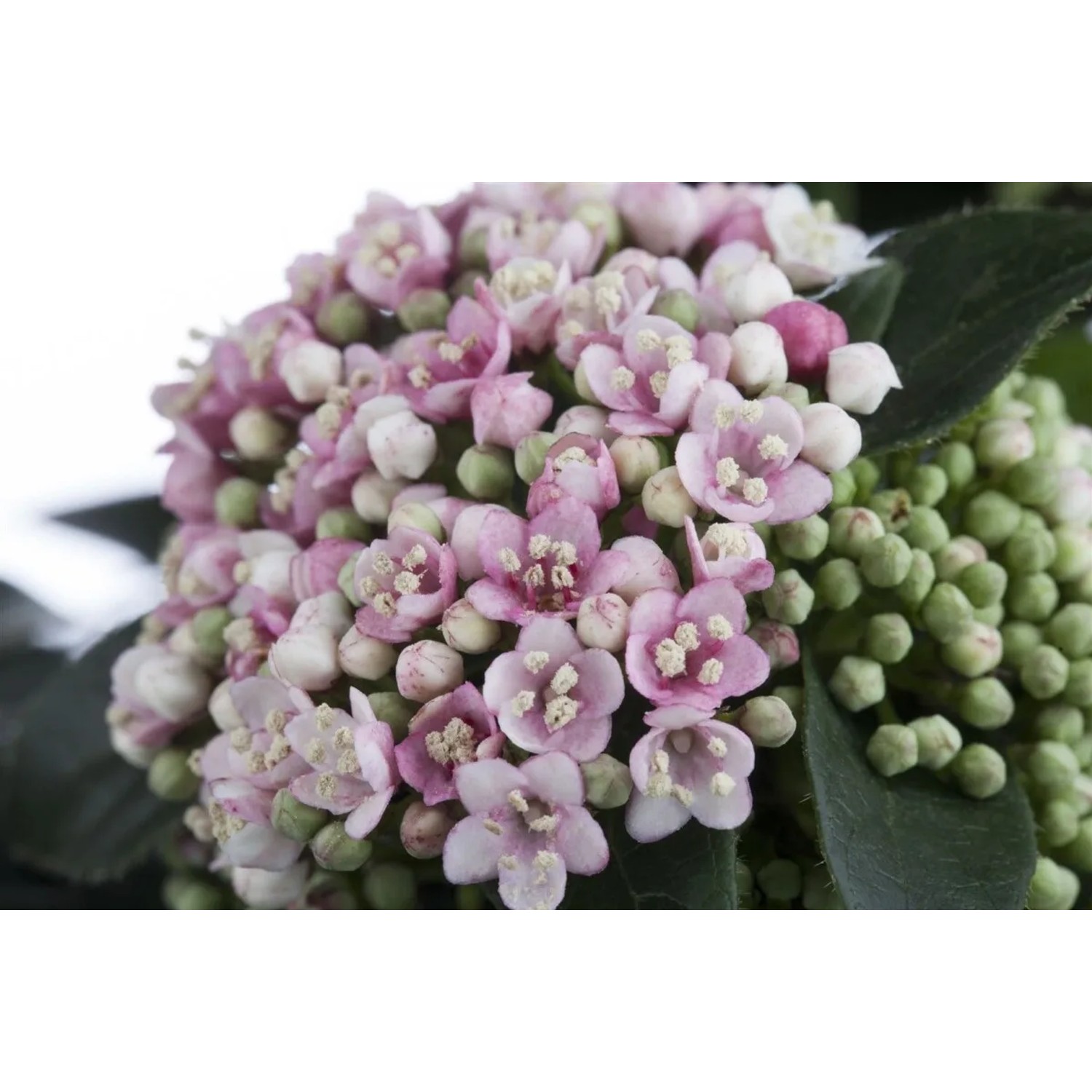 Nahaufnahme: Rosa-weiße Blüten des Viburnum Tinus Lorbeer-Schneeballs, immergrüner Strauch.