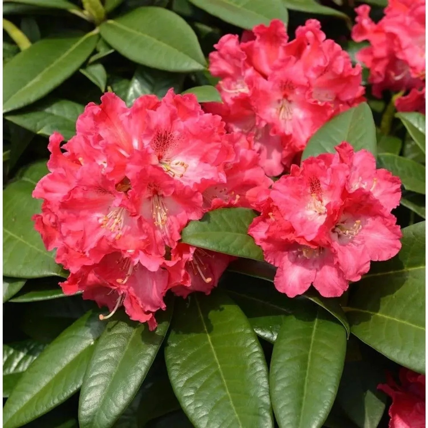 INKARHO - Großblumige Rhododendron Nofretete 40-50cm - Alpenrose