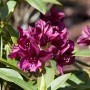 Schwarzvioletter Rhododendron 'Polarnacht' im 5l Topf, ca. 20-30cm hoch.