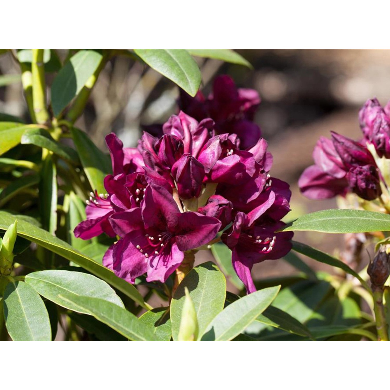 Schwarzvioletter Rhododendron 'Polarnacht' im 5l Topf, ca. 20-30cm hoch.