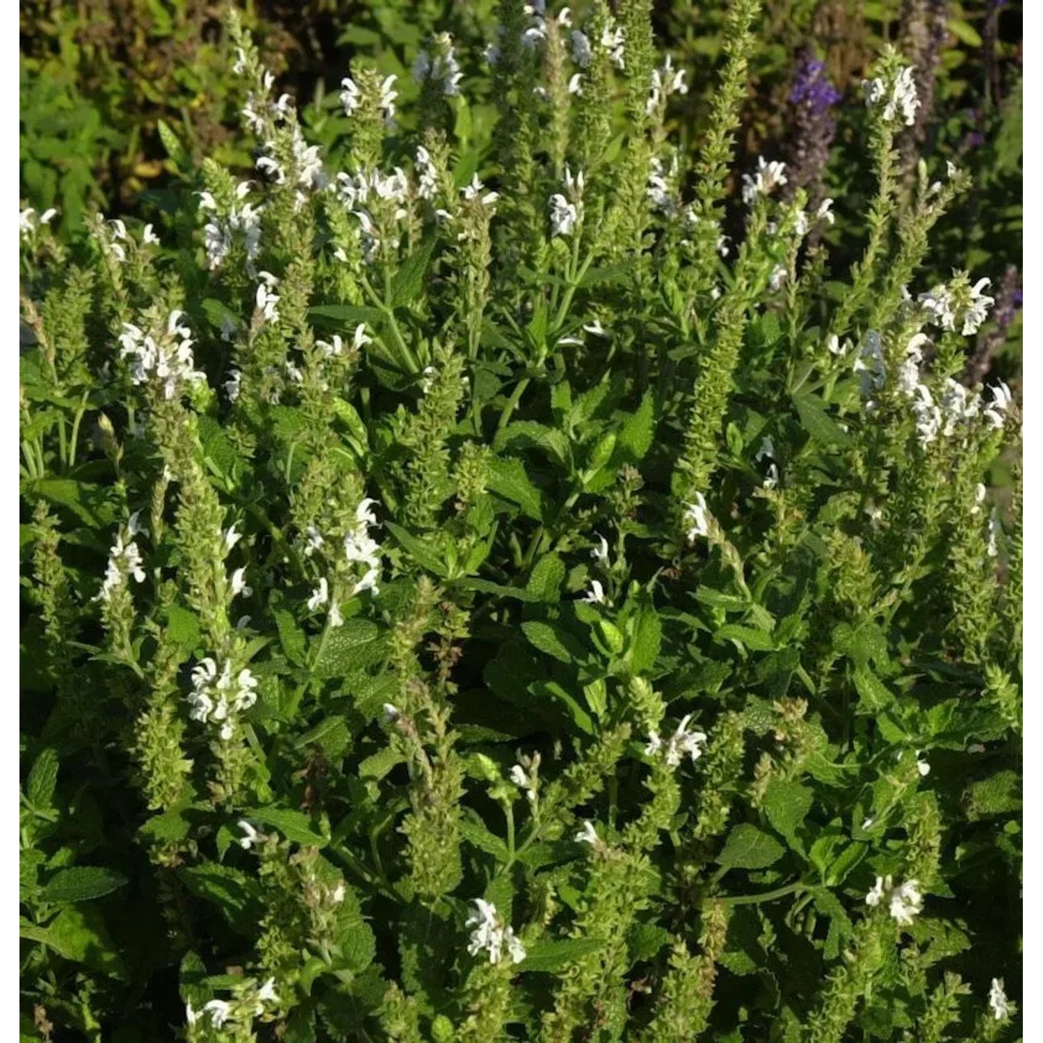 Ziersalbei Schneehügel - Salvia nemorosa