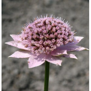 Kaukasische Sterndolde - Astrantia maxima