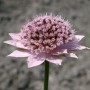 Kaukasische Sterndolde - Astrantia maxima