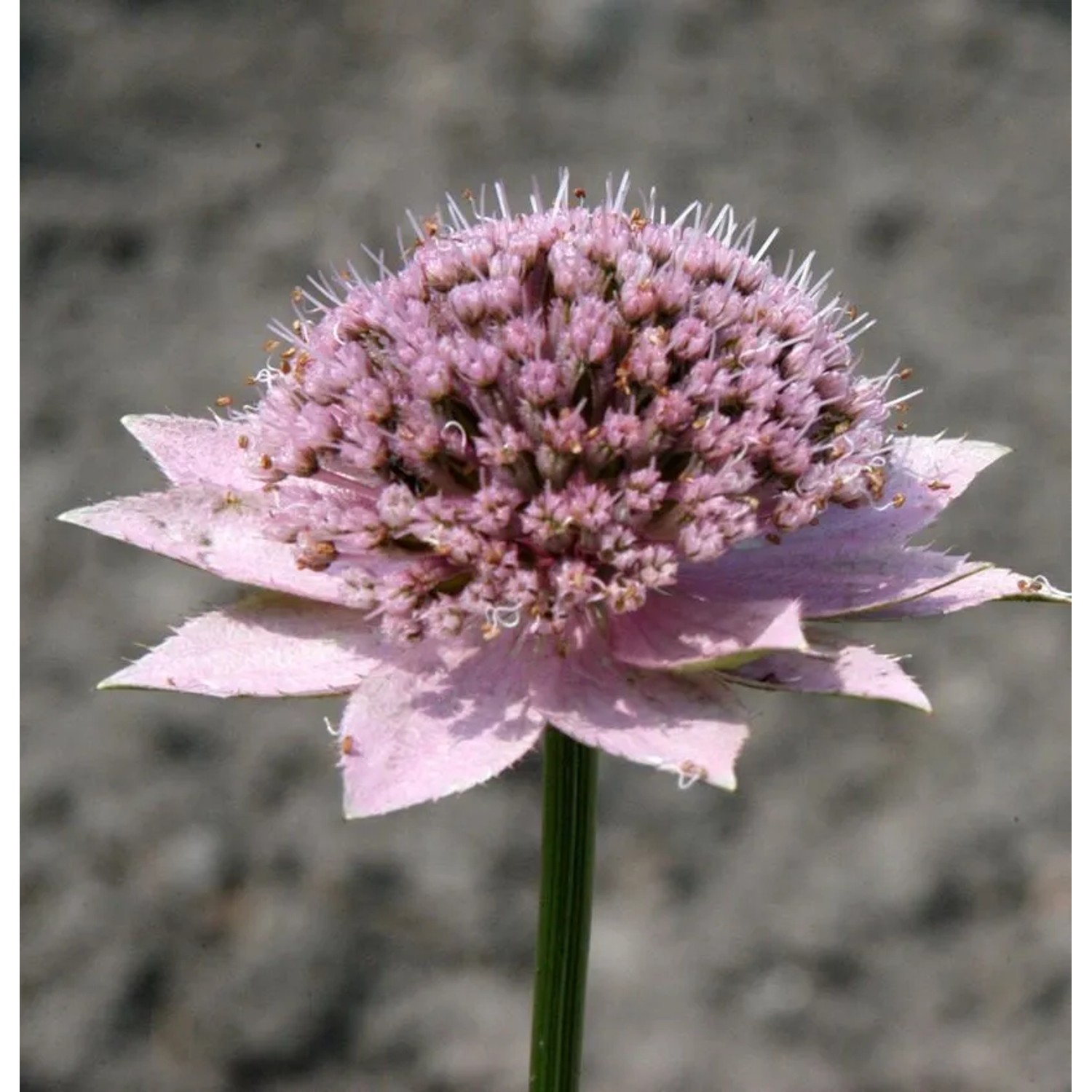 Kaukasische Sterndolde - Astrantia maxima