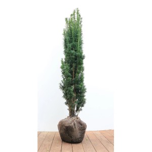 Säuleneibe Taxus Baccata Fastigiata Robusta, 100-120 cm, im Topf. Immergrüner Strauch für Hecken und Einzelstellung.