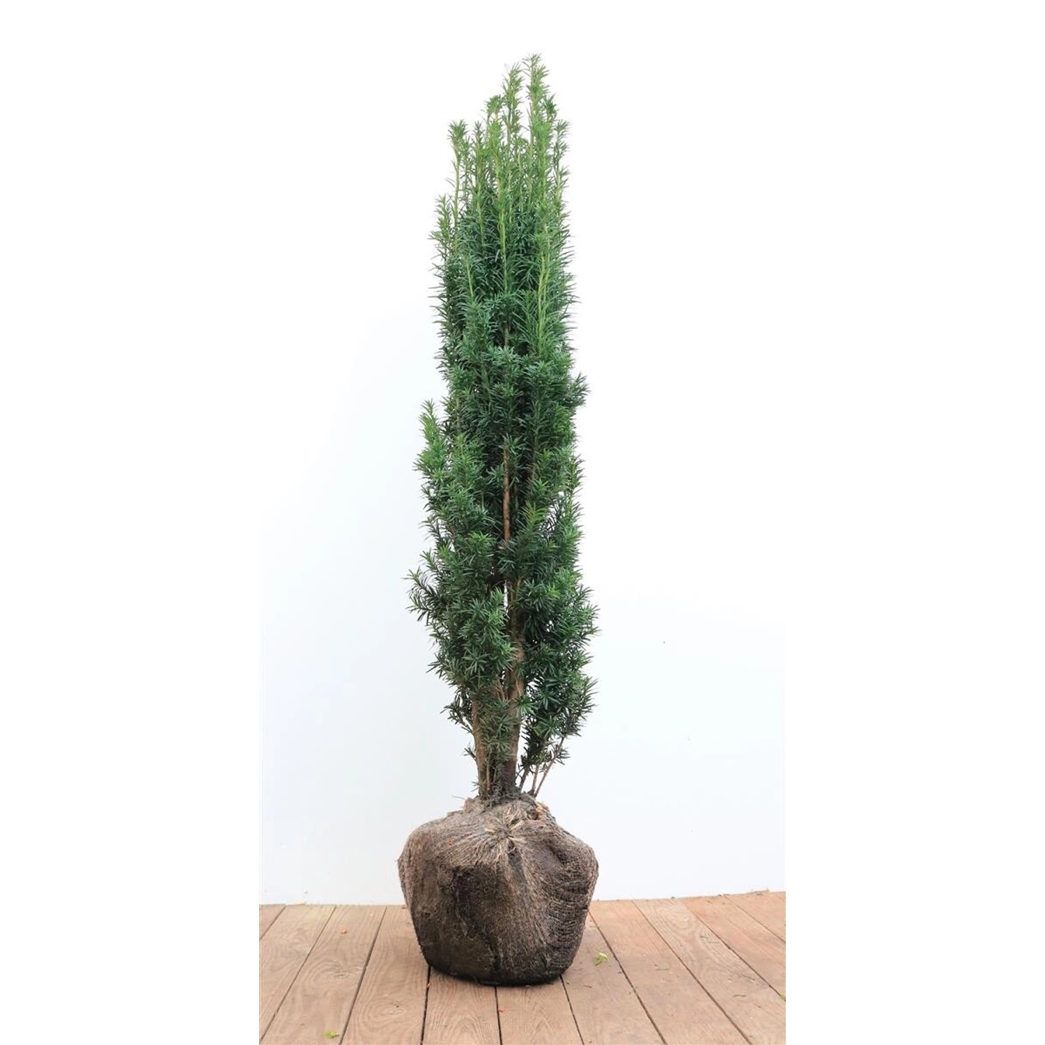 Taxus Baccata Fastigiata Robusta Säuleneibe 100–120 cm günstig online kaufen