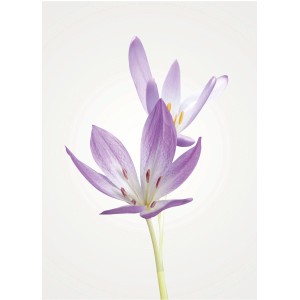 Komar Wandbild Autumn Crocus, 30x40 cm, Nahaufnahme der lila Herbstzeitlose Blüte.
