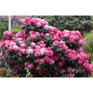Rosa-roter Rhododendron Yakushimanum Fantastica Strauch mit üppigen Blüten.