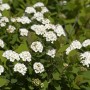 Birkenblättrige Spiere (Spiraea betulifolia) mit weißen Blüten im Detail.